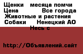 Щенки 4 месяца-помчи › Цена ­ 5 000 - Все города Животные и растения » Собаки   . Ненецкий АО,Несь с.